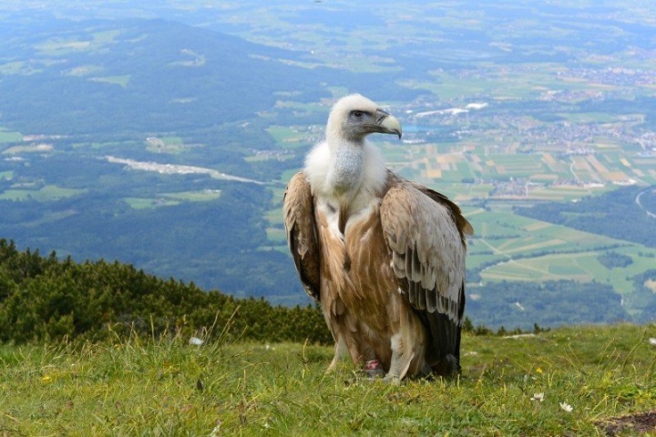 vulture-salzburg-austria-unterberg-alpine-mountain.jpg vulture-salzburg-austria-unterberg-alpine-mountain.jpg